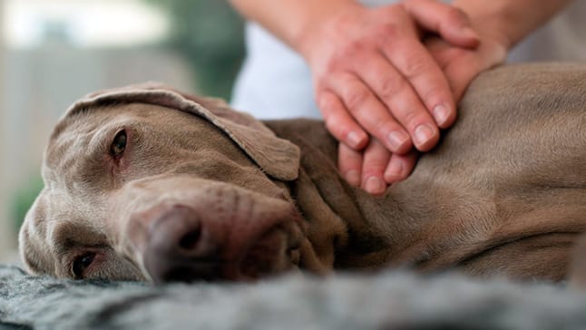 masaje a perro2