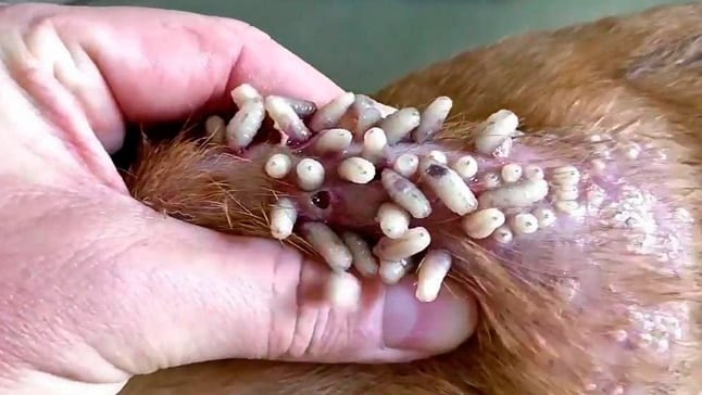 miasis gusanera perros