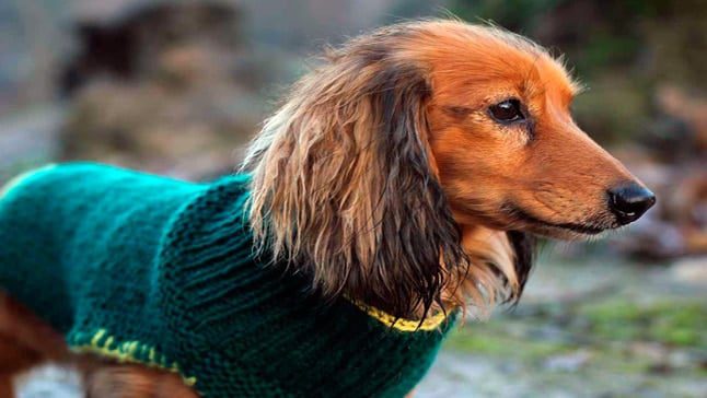perro con jersey