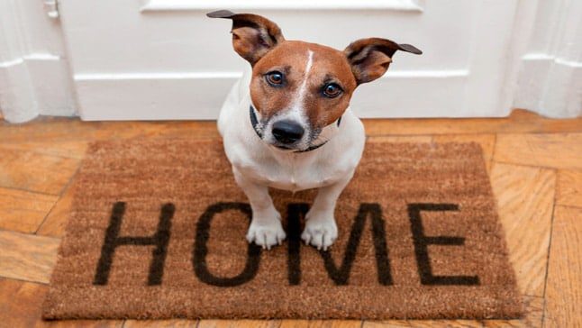 perro en la entrada de casa