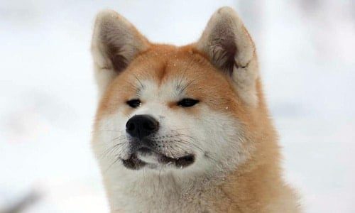 Akita Inu en la nieve
