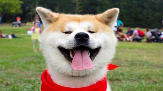Akita Inu perro
