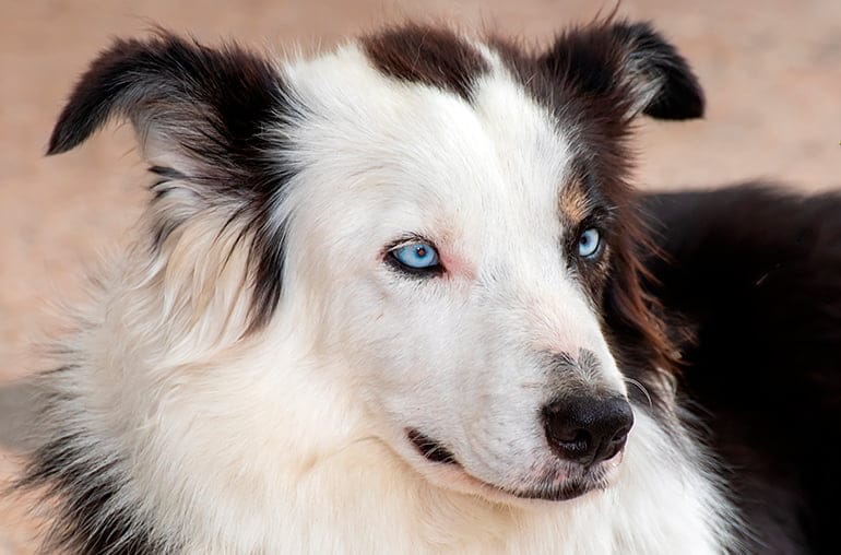 Border Collie de ojos azules