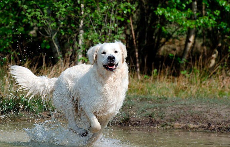 Golden-retriever-corriendo-sobre-el-agua