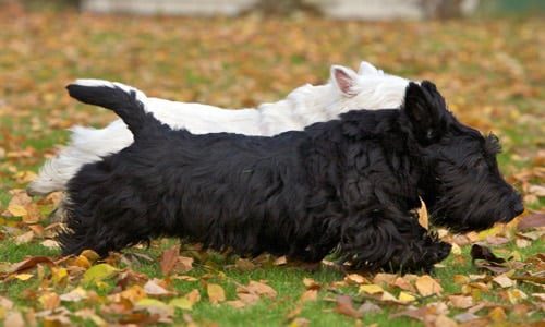 Scottish terrier adulto1