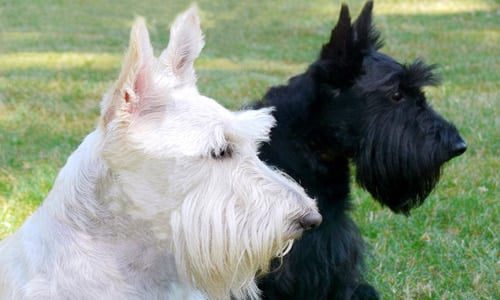 Scottish terrier adulto2