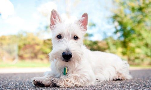 Scottish terrier cachorro blanco