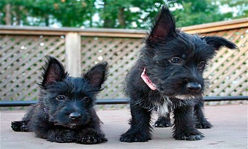 Scottish terrier cachorro2
