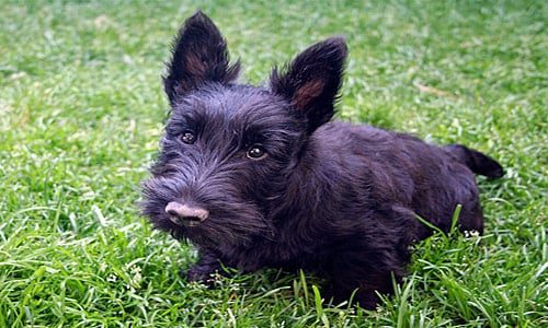 Scottish terrier cachorro3
