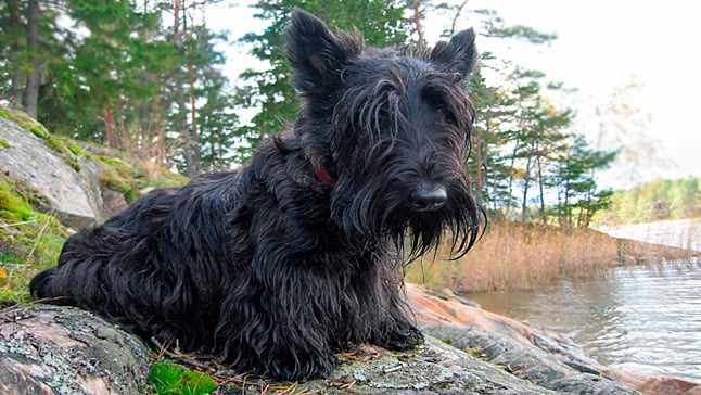 Scottish terrier