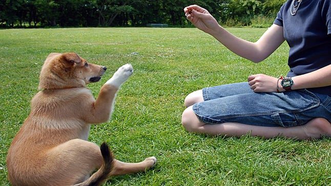 adiestrando a un perro