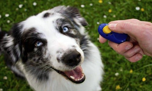 clase de adiestramiento canino