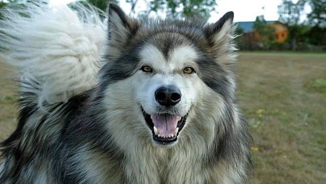 alaskan perro