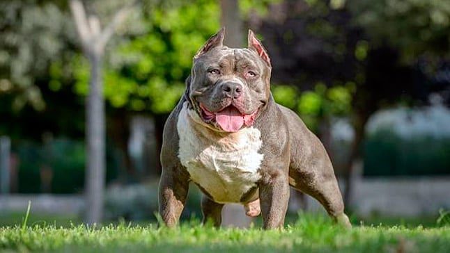 american bully perro2