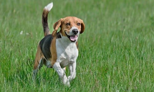 beagle cazando