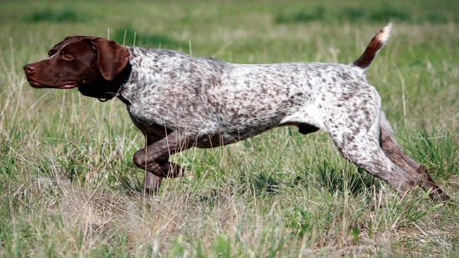 braco aleman cazando