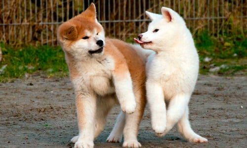 cachorro de Akita Inu
