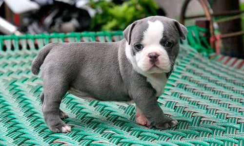 cachorro de american bully