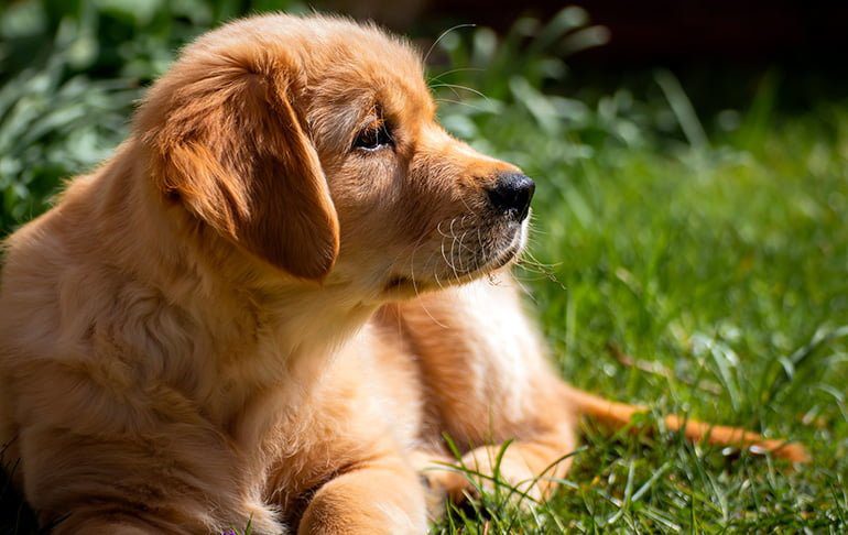 cachorro-de-golden-retriever