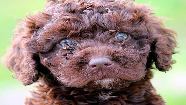 cachorro de perro de agua