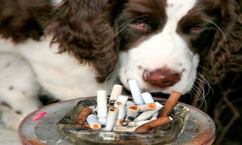 perro frente a cenicero