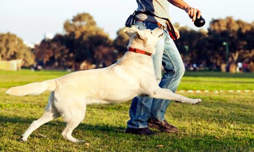 jugar con perro en la calle