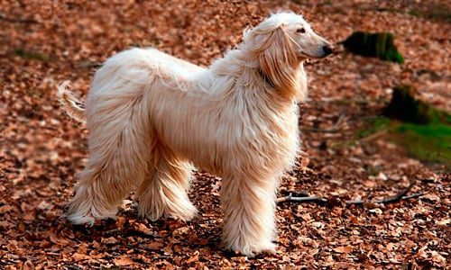 pelo del galgo afgano