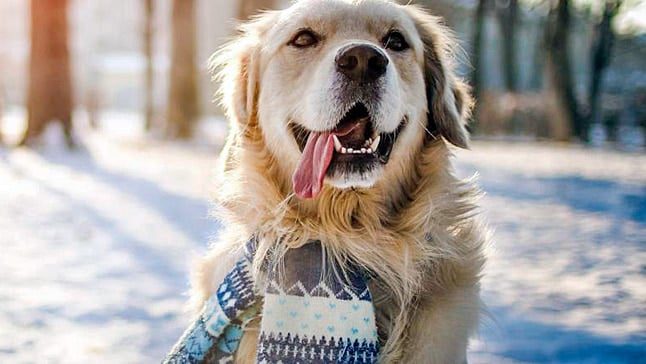 perro con bufanda