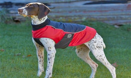 perro con chubasquero