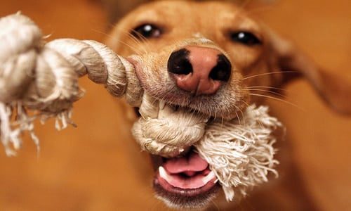 perro con el mordedor