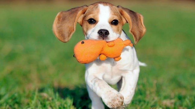 perro con juguete