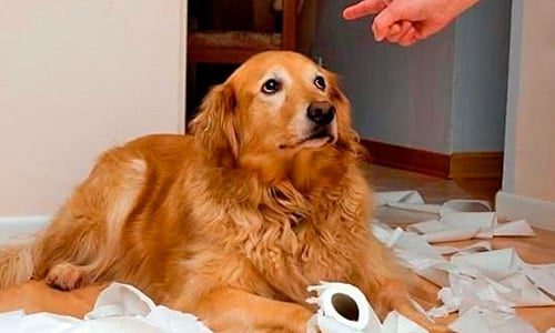 perro se siente culpable