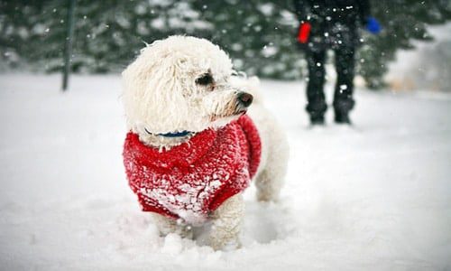 perro en la nieve