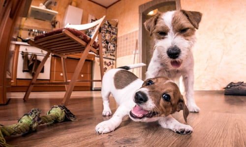 perro jugando en casa