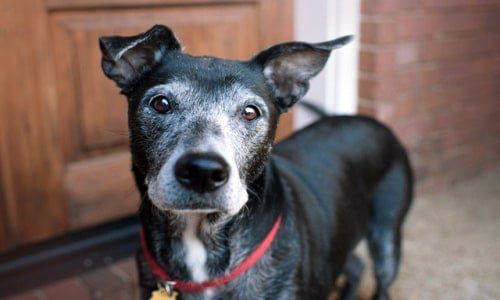 perro mayor con canas