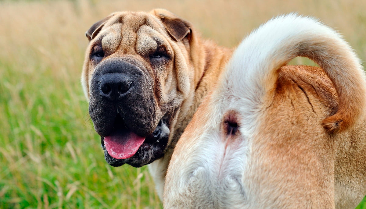 perro mostrando su ano