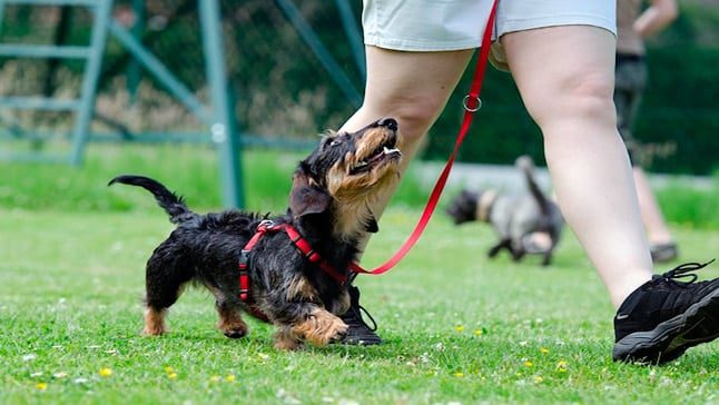 perro paseando
