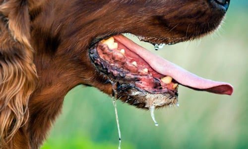 perro salivando con rabia