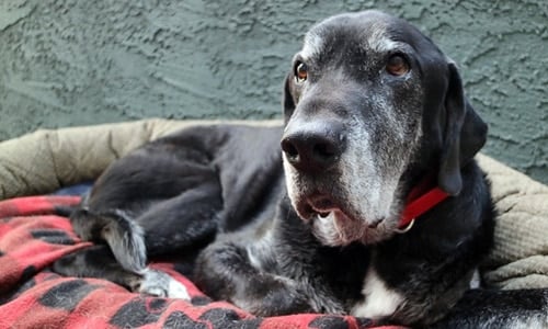 perro viejo en la cama