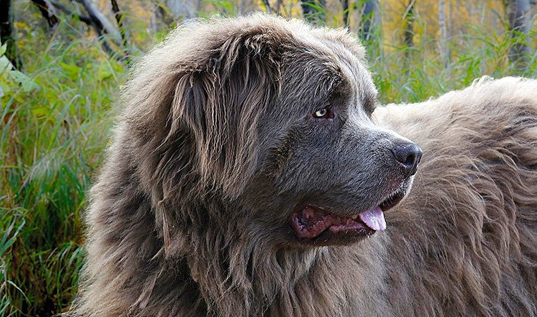 terranova gris en el bosque