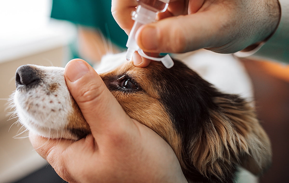 aplicando colirio en el ojo de un perro con thelazia