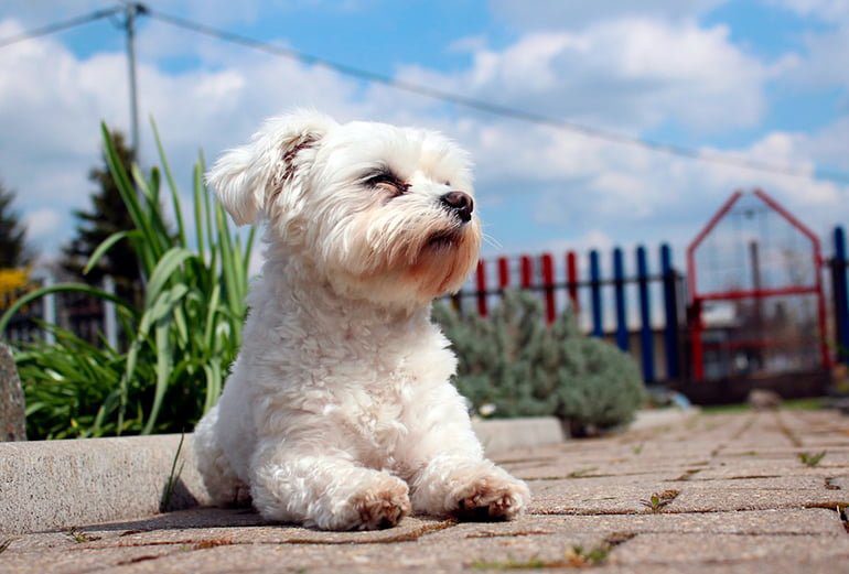bichón maltés tumbado en la calle