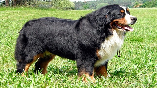 boyero de berna perro