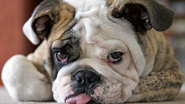 bulldog ingles perro