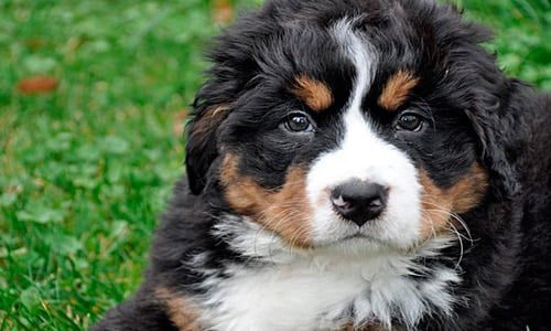 cachorro boyero de berna