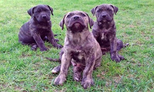 cachorro presa canario