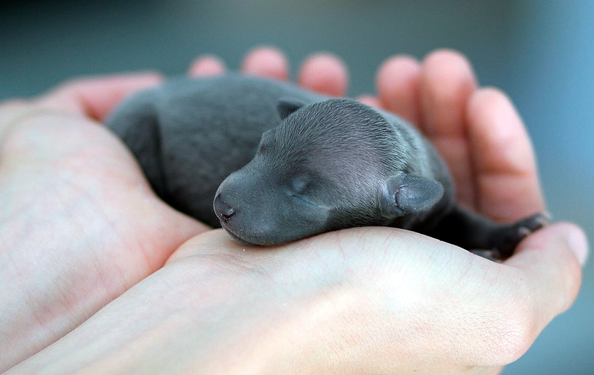 cachorro recien nacido
