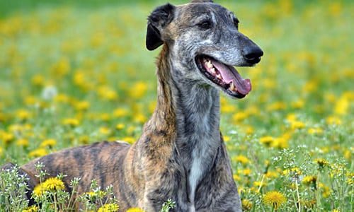 galgo en jardin