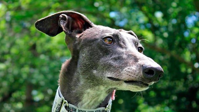 galgo espanol