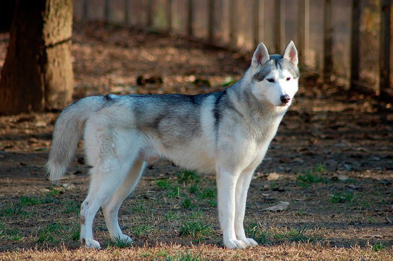 husky-siberiano-de-cuerpo-entero-en-el-bosque